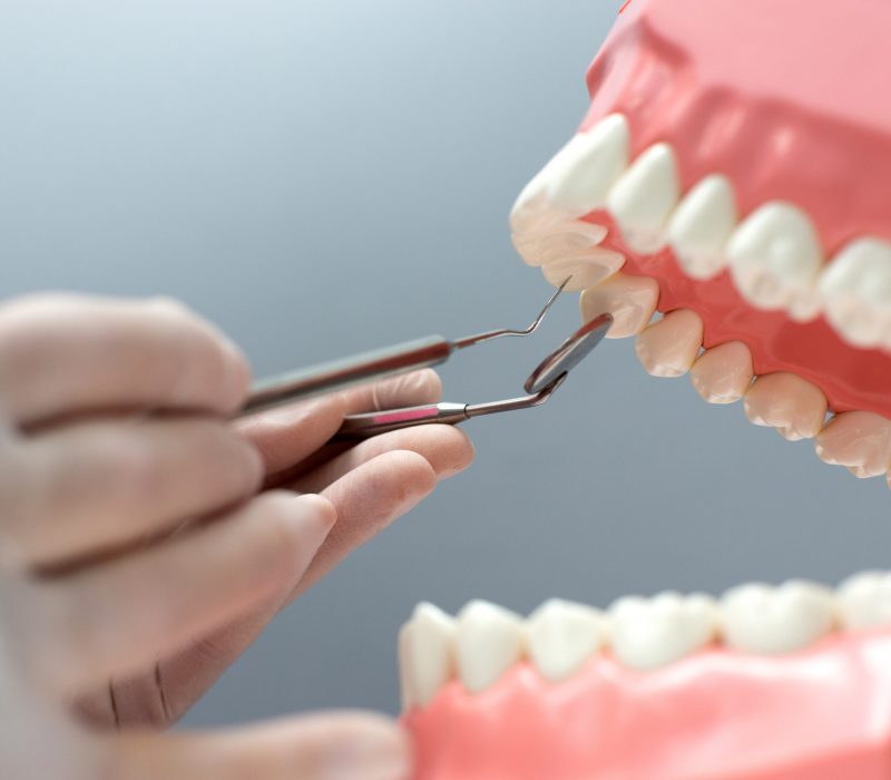nurse practicing on the layout of the jaw with teeth
